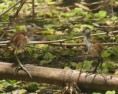 /album/photogallery/african-jacana-chicks-abuko-reserve-jpg/